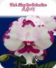 Phal. King Car Dalmatian